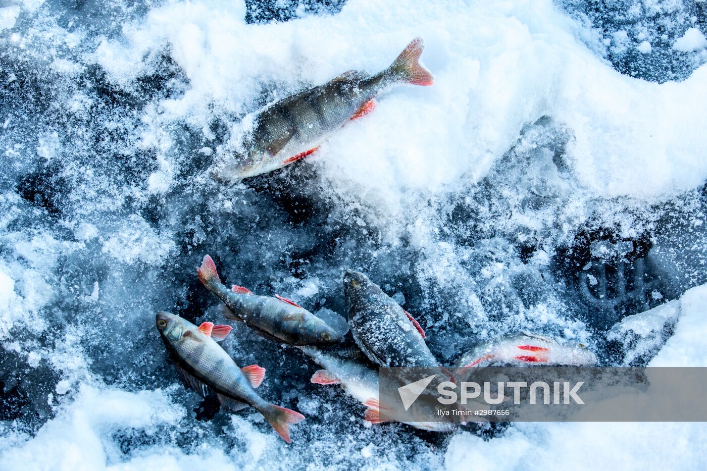 Ice fishing in Karelia