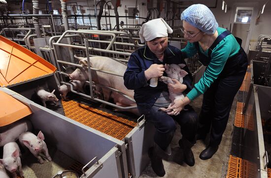 Pig breeding farm in Chelyabinsk Region