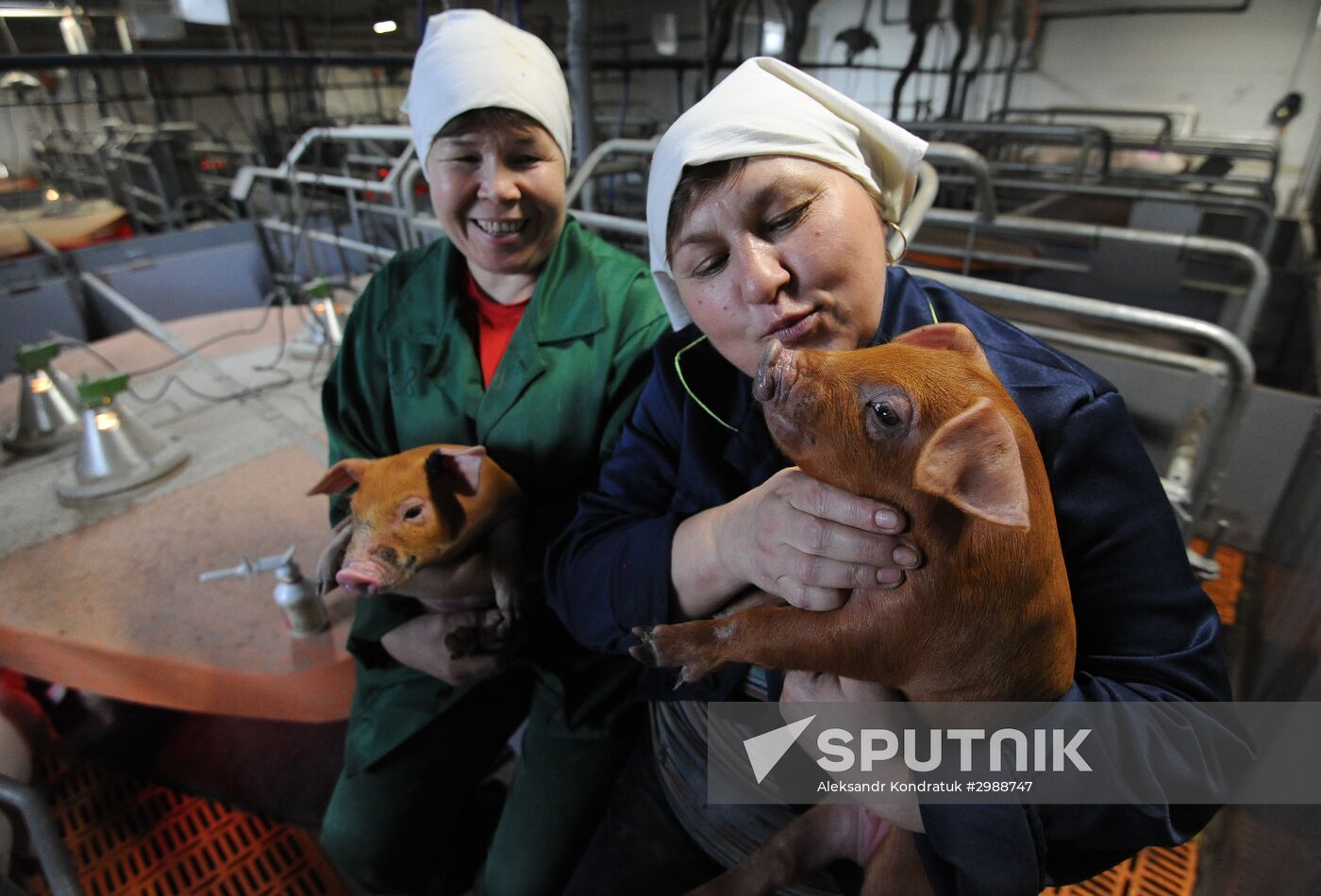 Pig breeding farm in Chelyabinsk Region