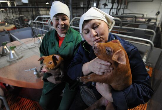 Pig breeding farm in Chelyabinsk Region