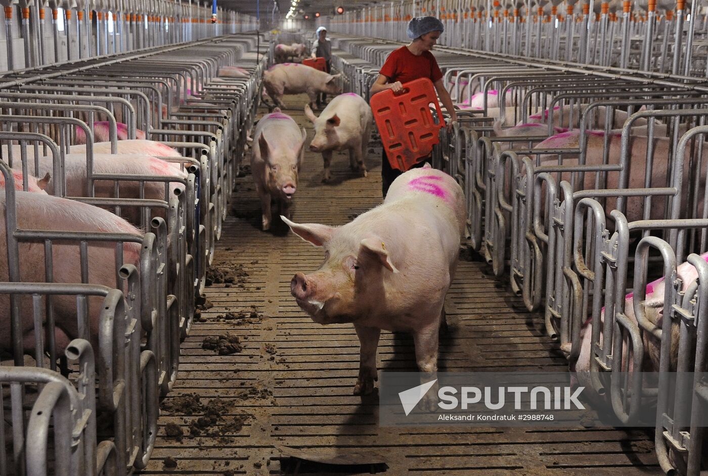 Pig breeding farm in Chelyabinsk Region