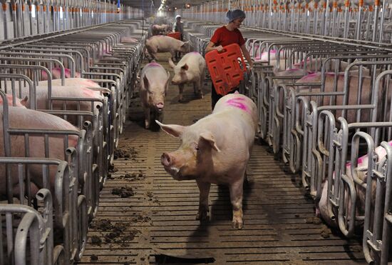 Pig breeding farm in Chelyabinsk Region