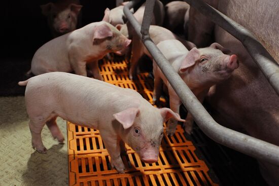 Pig breeding farm in Chelyabinsk Region