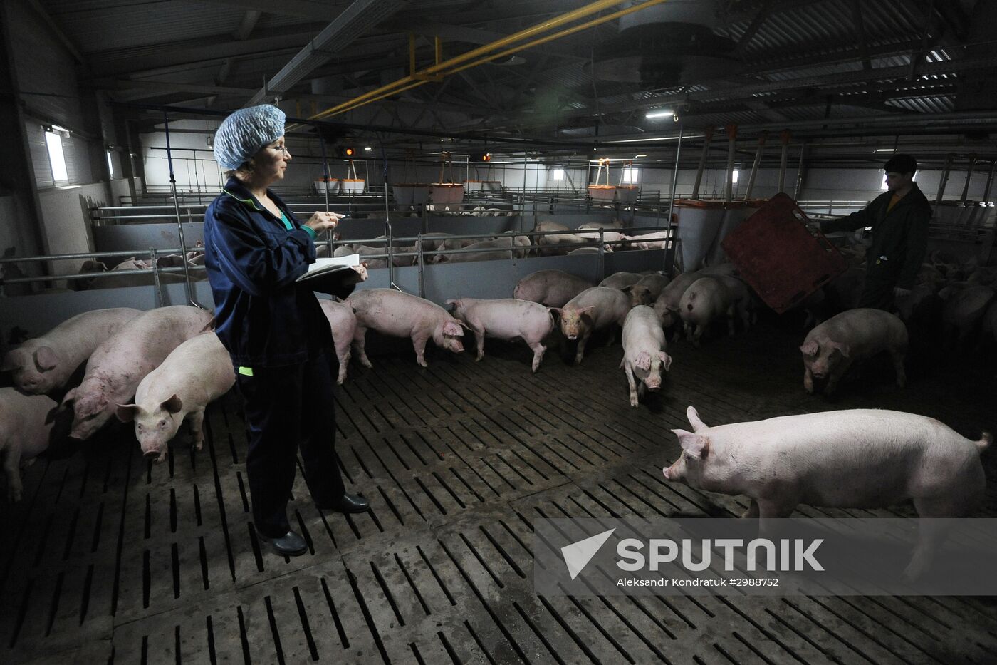 Pig breeding farm in Chelyabinsk Region