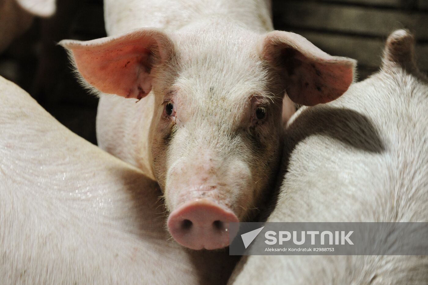 Pig breeding farm in Chelyabinsk Region