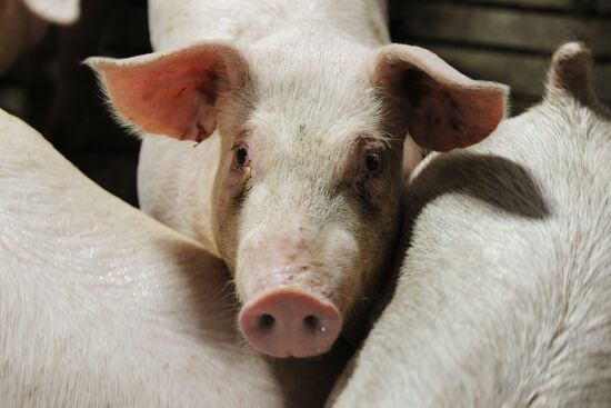 Pig breeding farm in Chelyabinsk Region