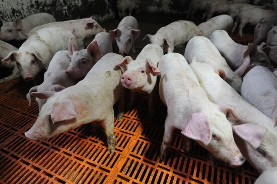 Pig breeding farm in Chelyabinsk Region
