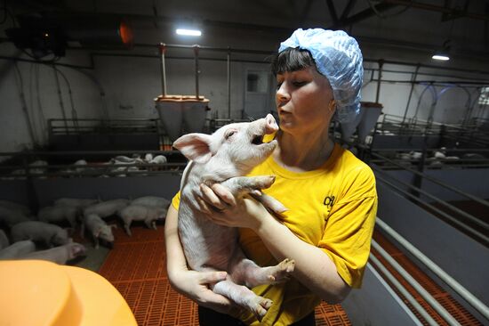 Pig breeding farm in Chelyabinsk Region