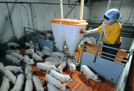 Pig breeding farm in Chelyabinsk Region