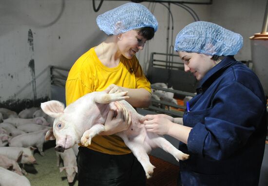 Pig breeding farm in Chelyabinsk Region