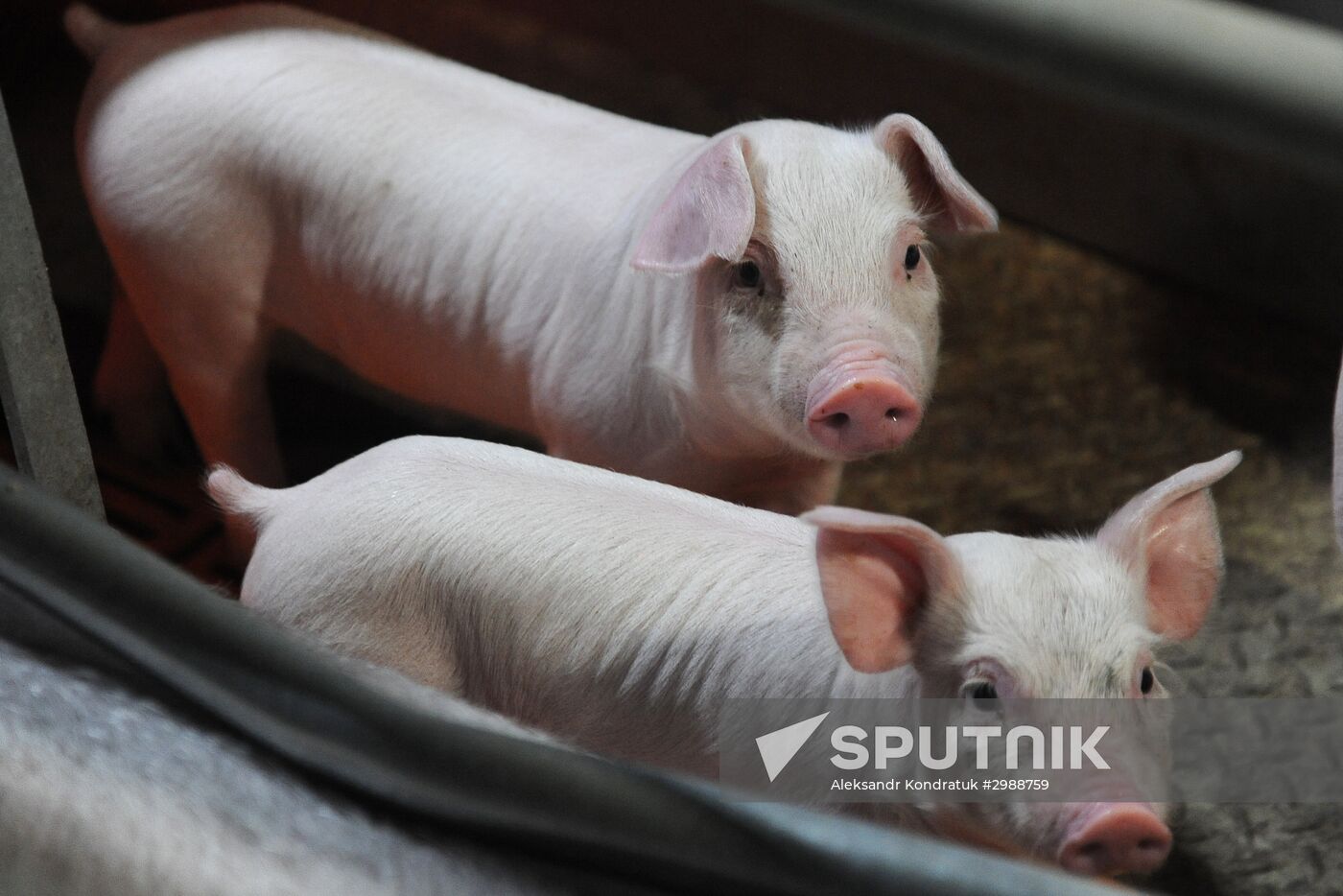 Pig breeding farm in Chelyabinsk Region