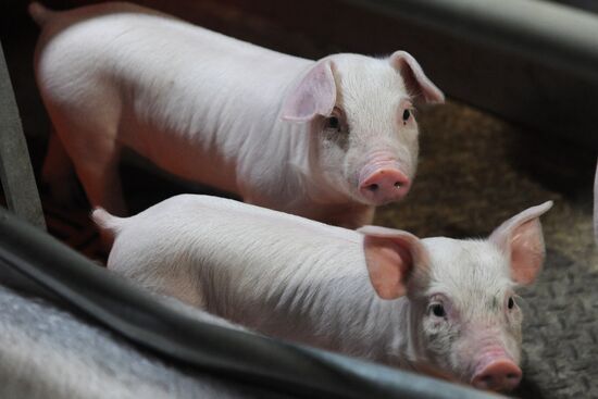 Pig breeding farm in Chelyabinsk Region