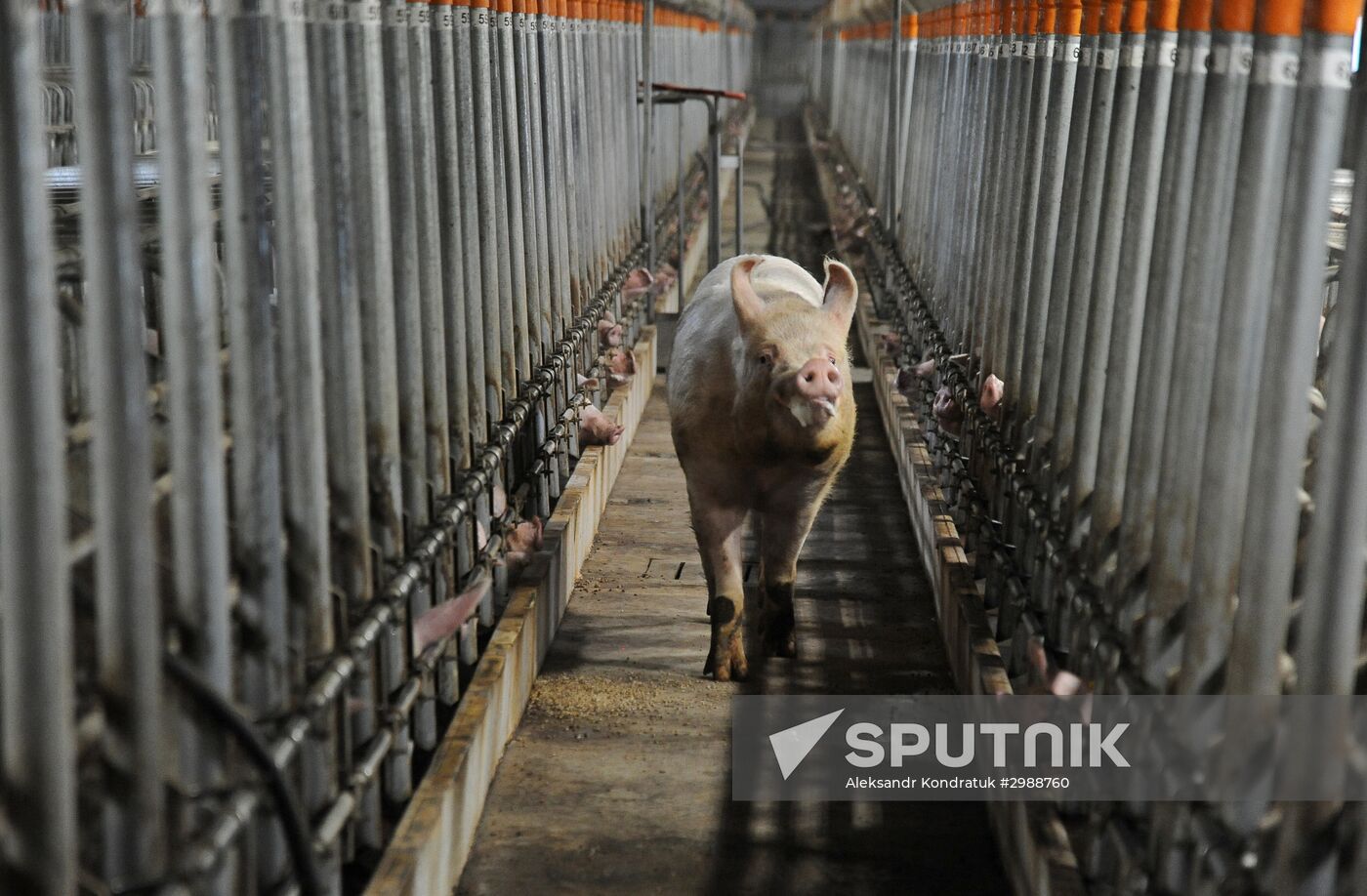 Pig breeding farm in Chelyabinsk Region