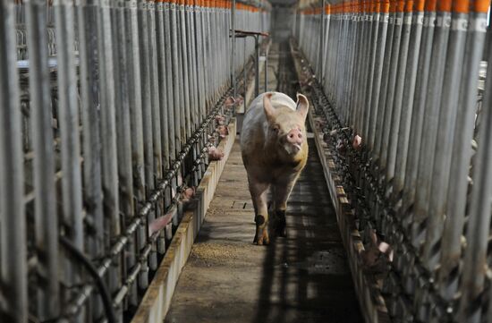 Pig breeding farm in Chelyabinsk Region