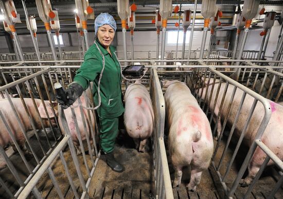 Pig breeding farm in Chelyabinsk Region