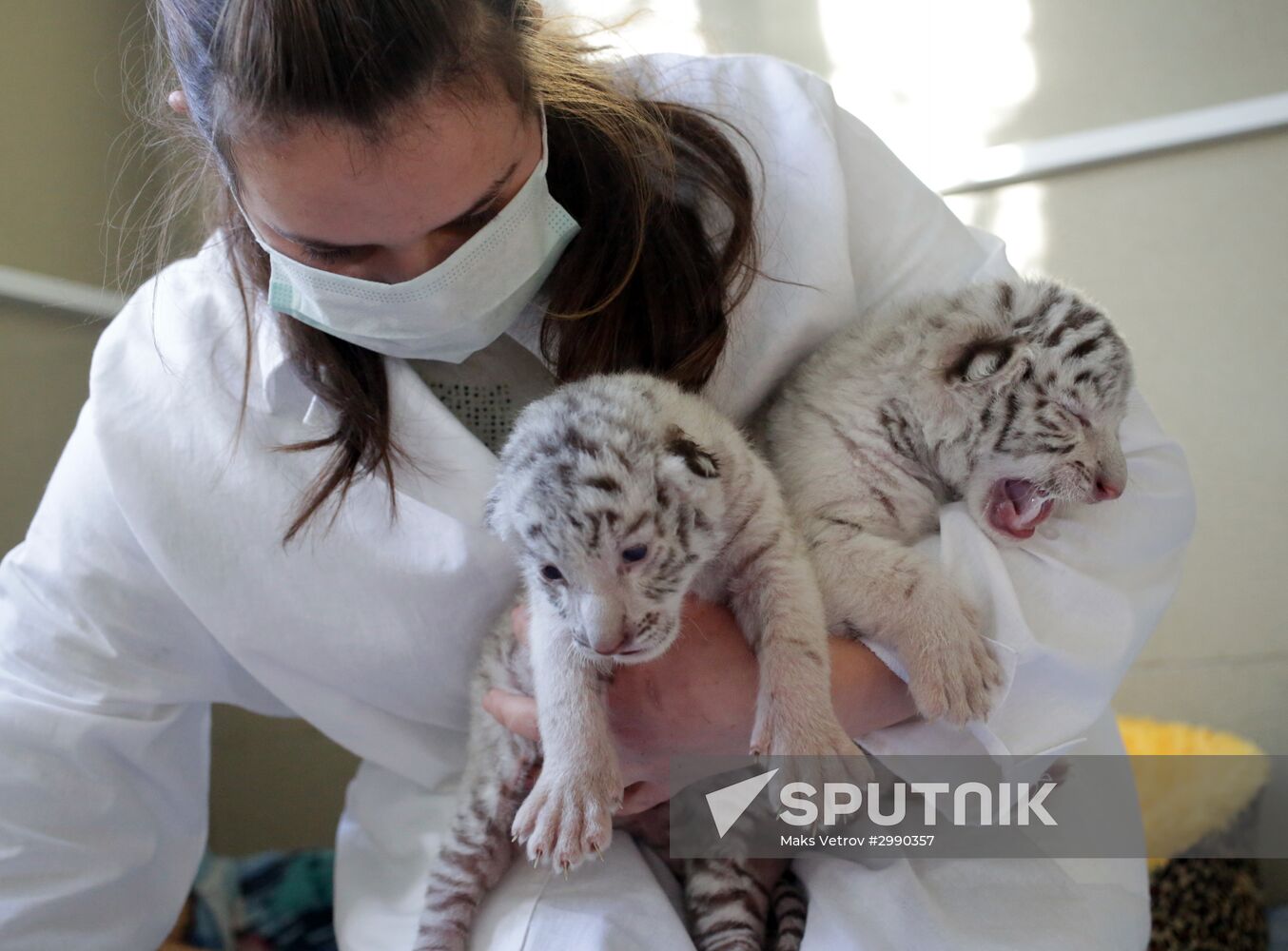 Three rare white tiger cubs born in Crimean zoo