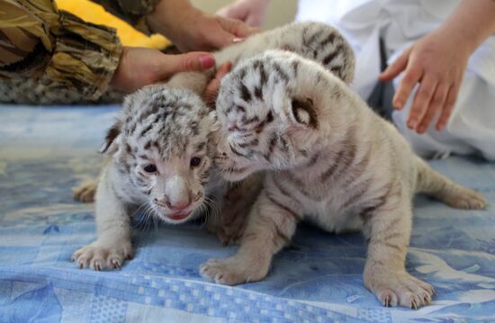 Three rare white tiger cubs born in Crimean zoo