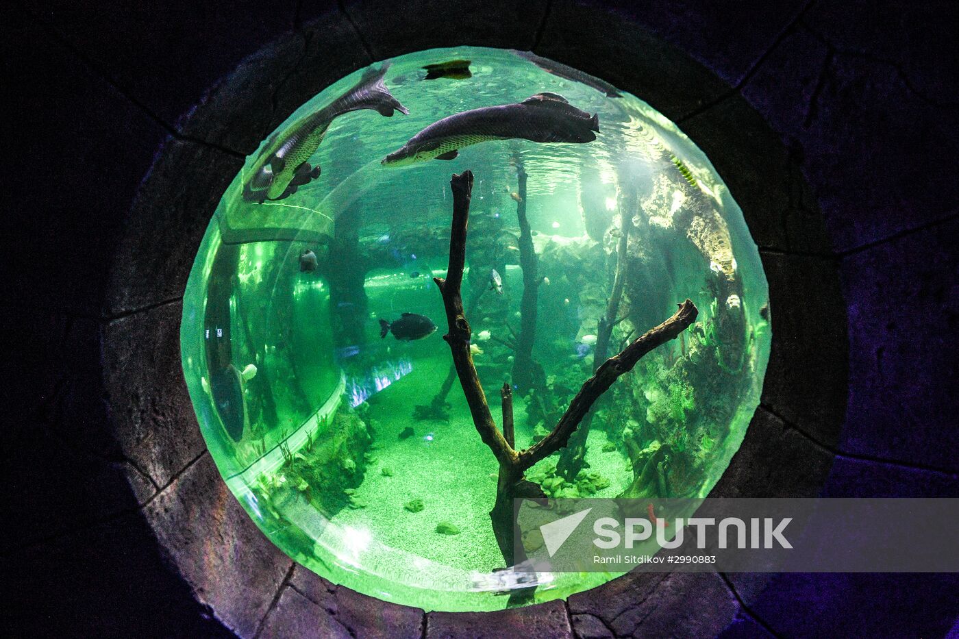 Crocus City Oceanarium opens