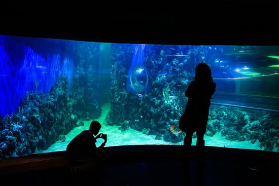 Crocus City Oceanarium opens