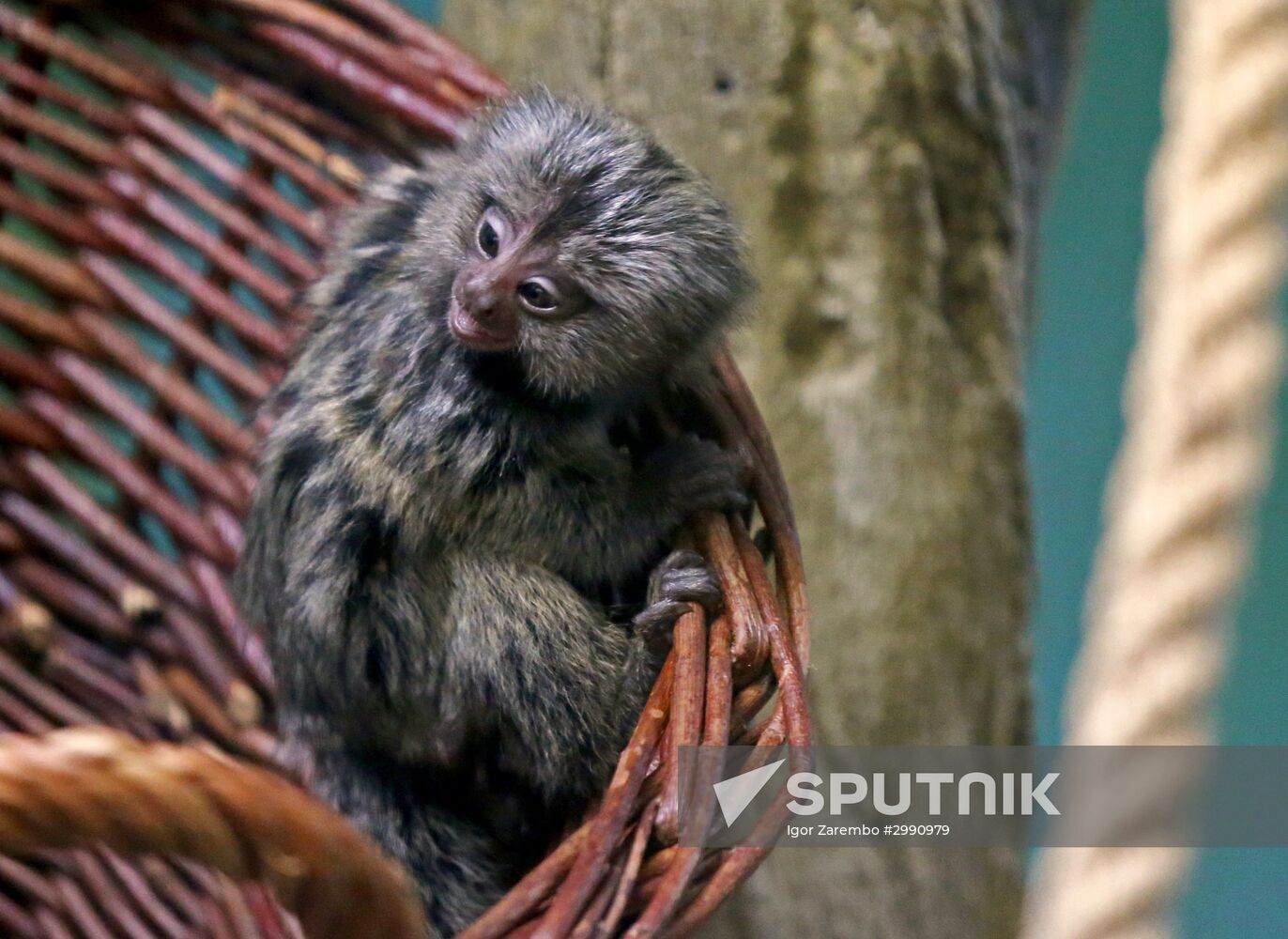 New arrivals at marmoset family at Kaliningrad Zoo