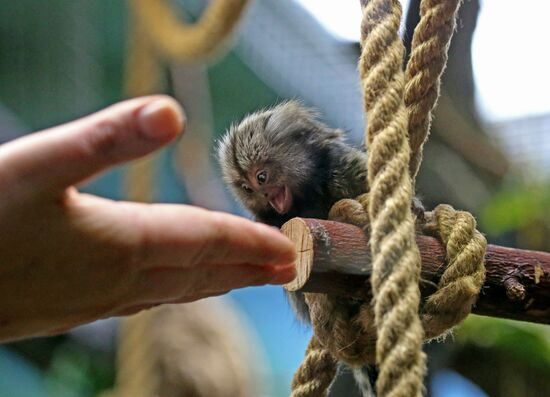 New arrivals at marmoset family at Kaliningrad Zoo