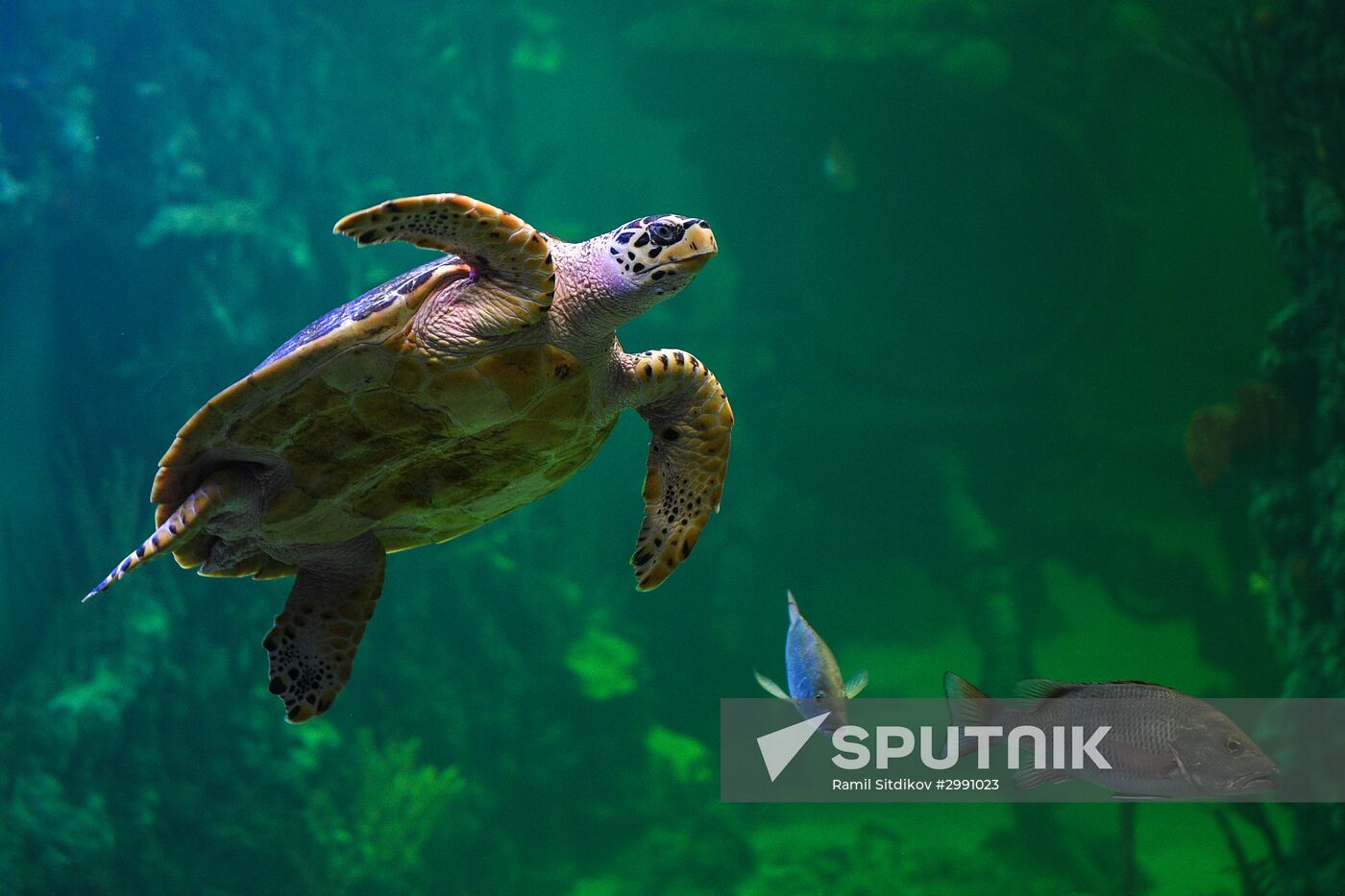 Crocus City Oceanarium opens