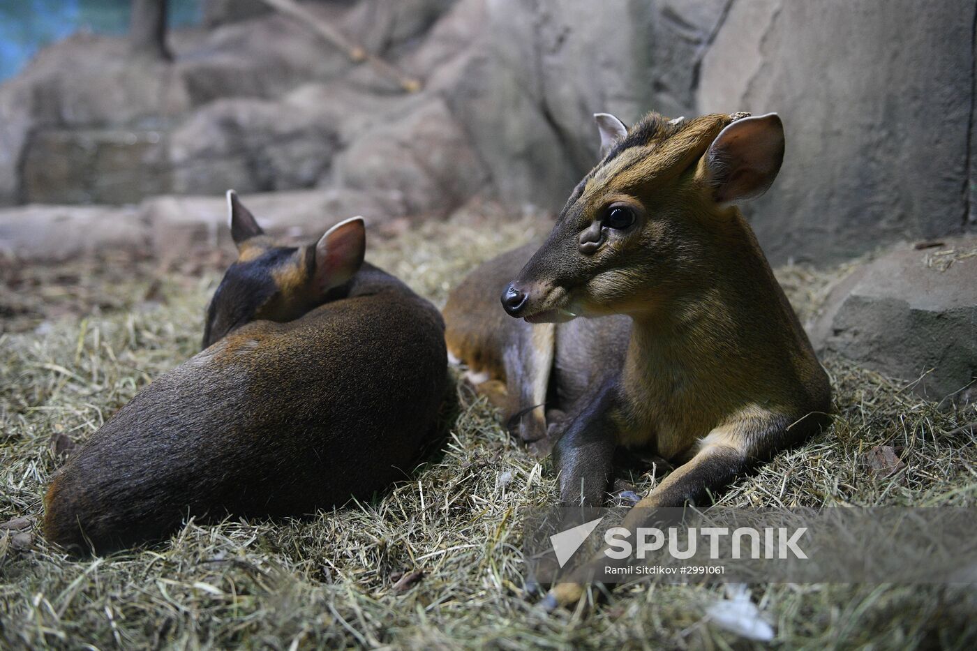 Crocus City Oceanarium opens