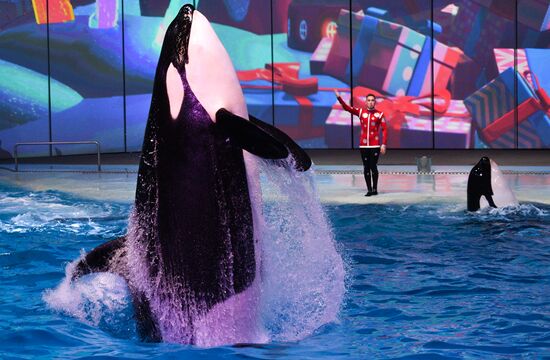 "The Lost World" New Year show
