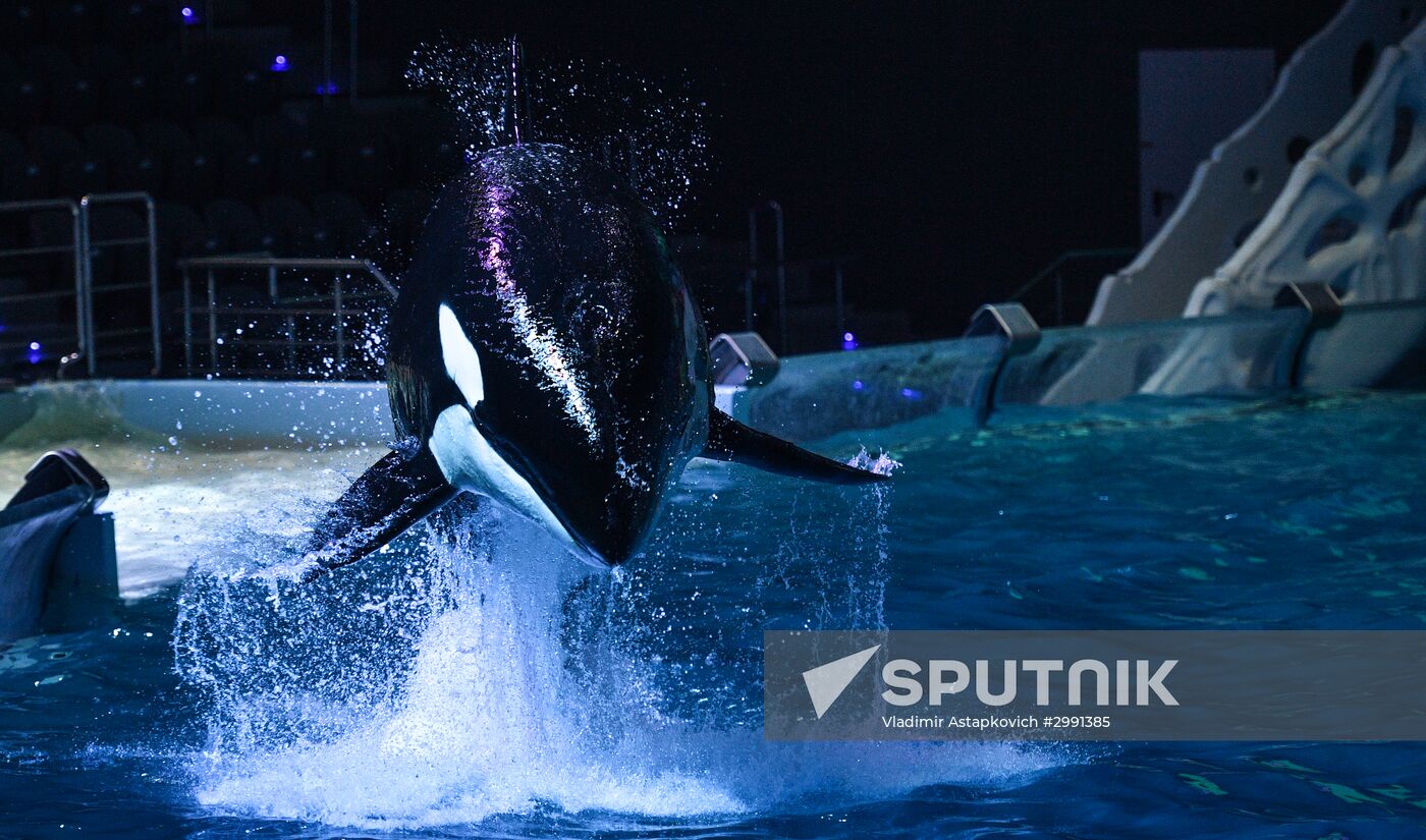 "The Lost World" New Year show