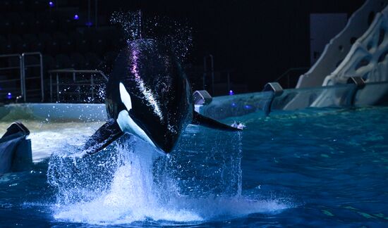 "The Lost World" New Year show