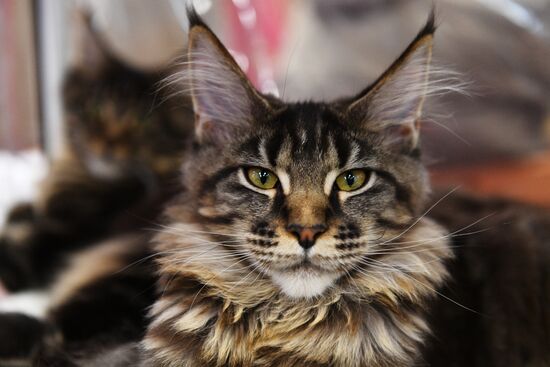 Zimnij Kubok Kot-Info cat exhibition in Moscow