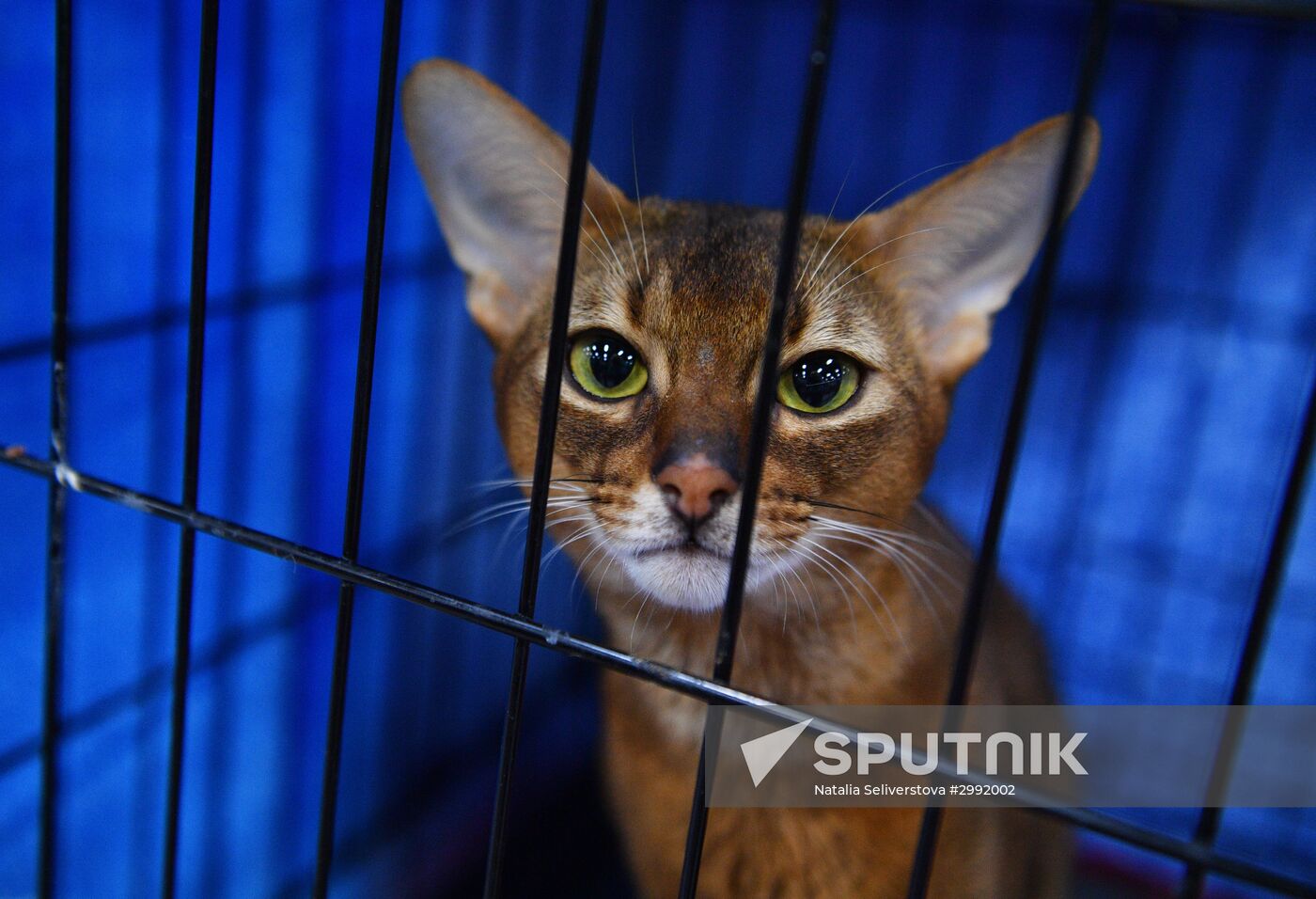 Zimnij Kubok Kot-Info cat exhibition in Moscow