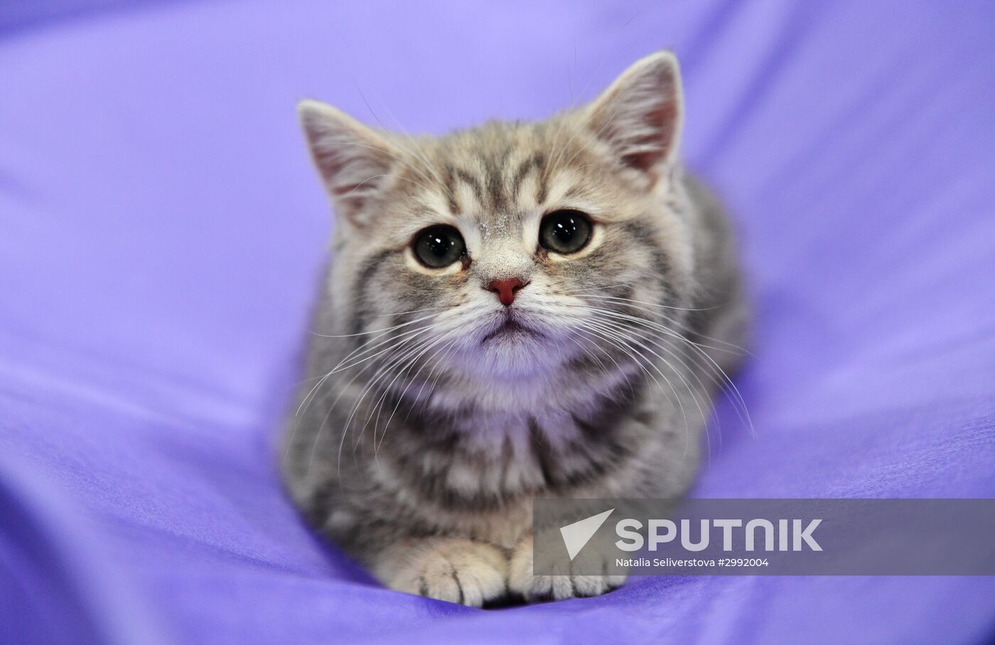 Zimnij Kubok Kot-Info cat exhibition in Moscow