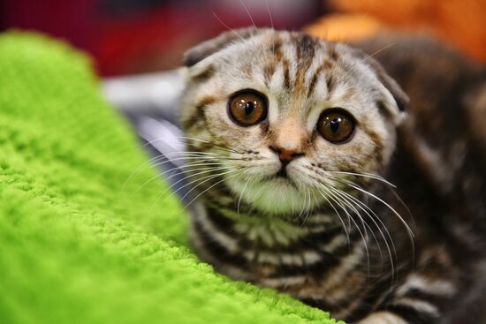Zimnij Kubok Kot-Info cat exhibition in Moscow