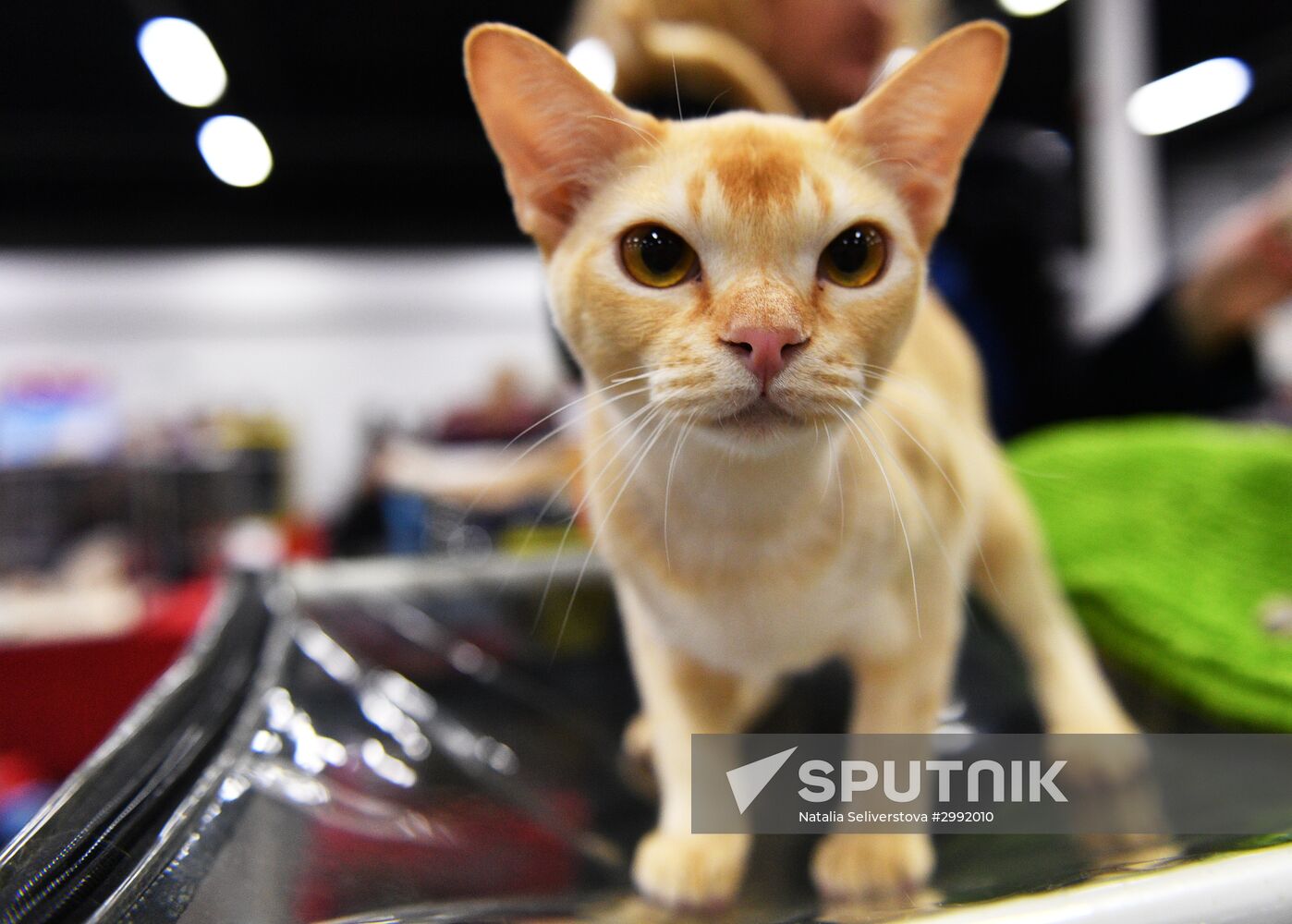 Zimnij Kubok Kot-Info cat exhibition in Moscow