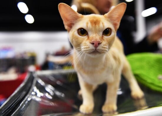 Zimnij Kubok Kot-Info cat exhibition in Moscow