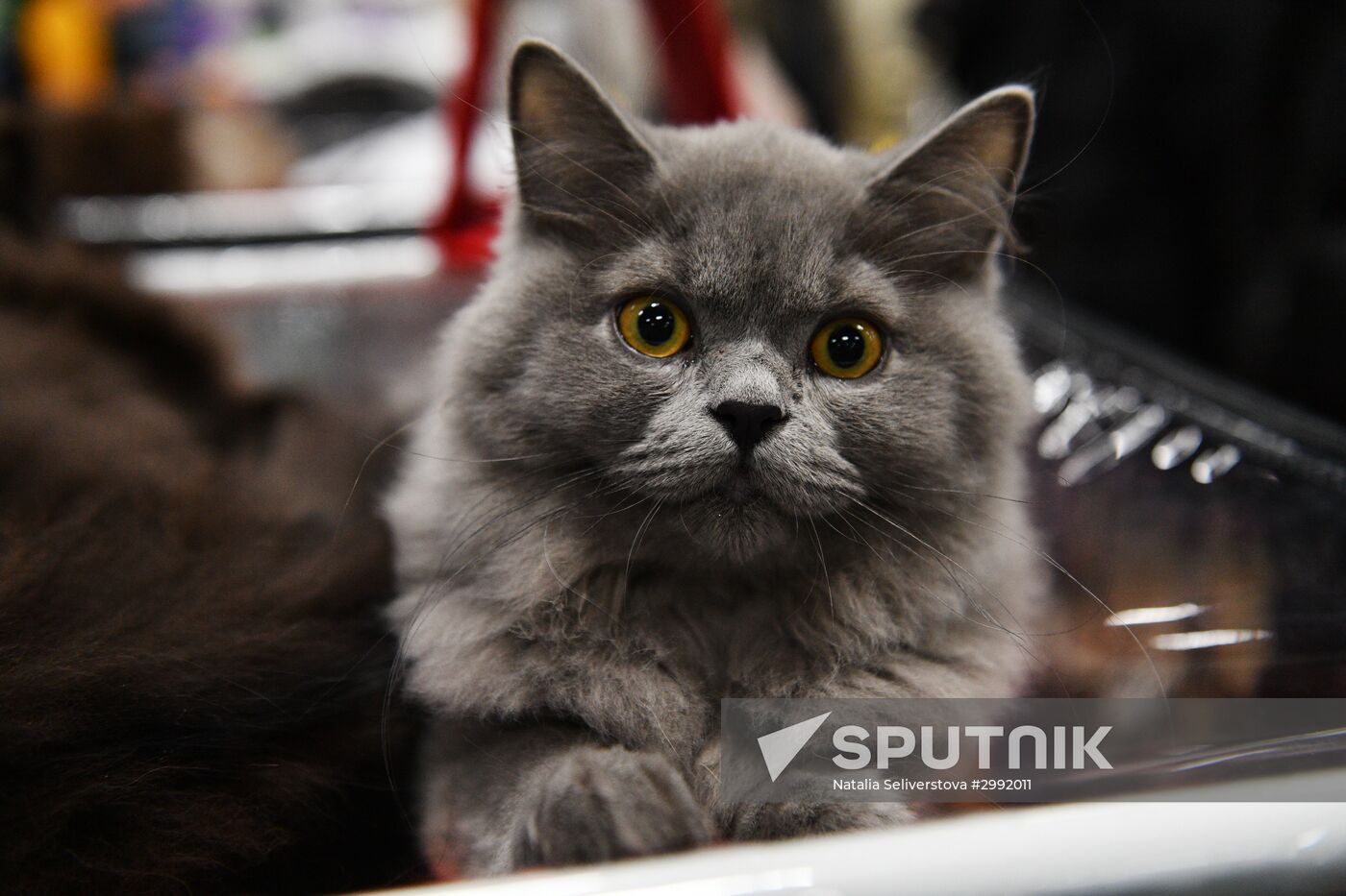 Zimnij Kubok Kot-Info cat exhibition in Moscow