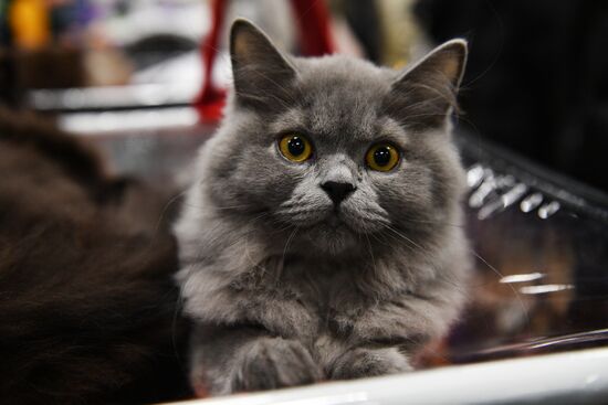 Zimnij Kubok Kot-Info cat exhibition in Moscow