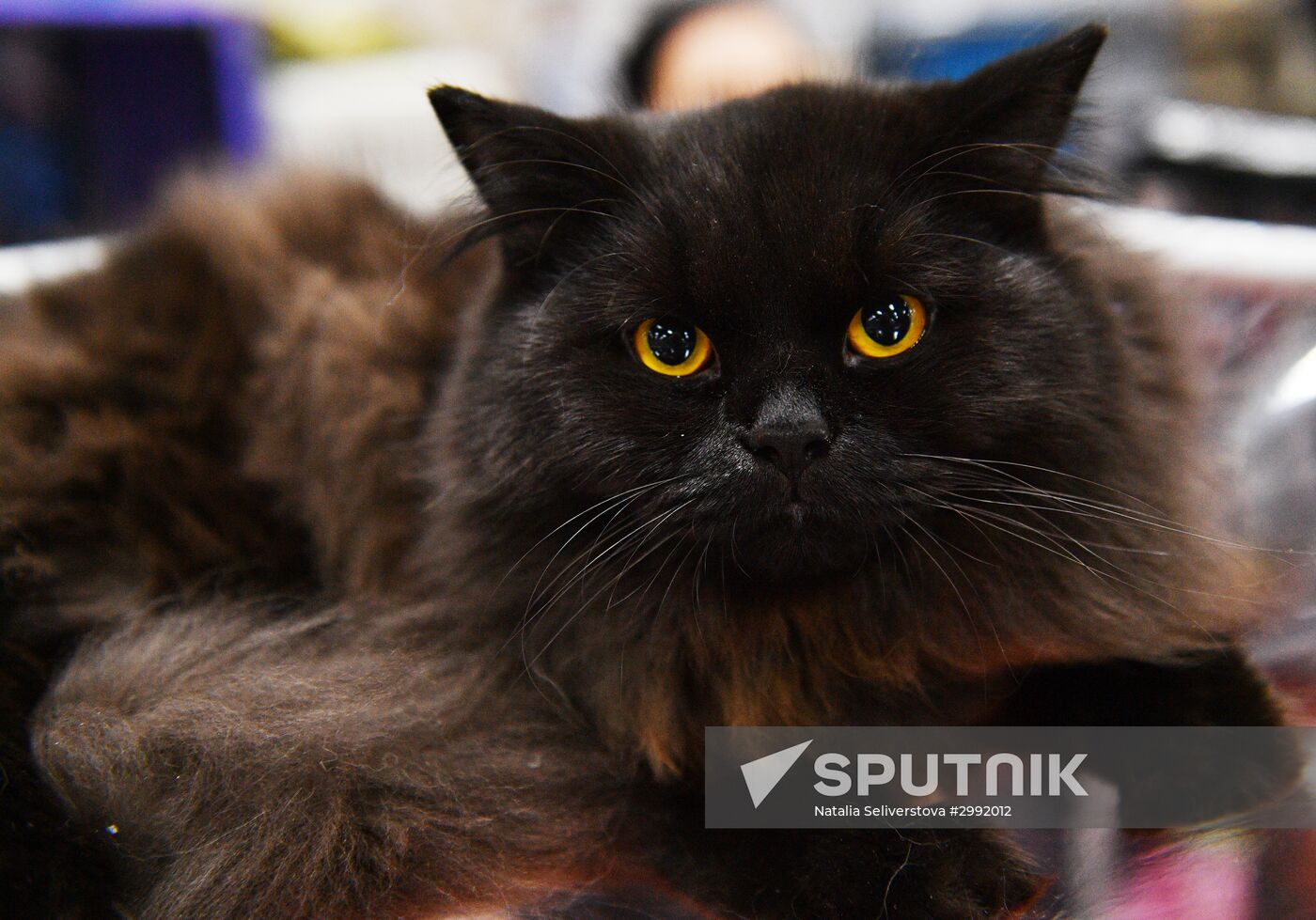 Zimnij Kubok Kot-Info cat exhibition in Moscow