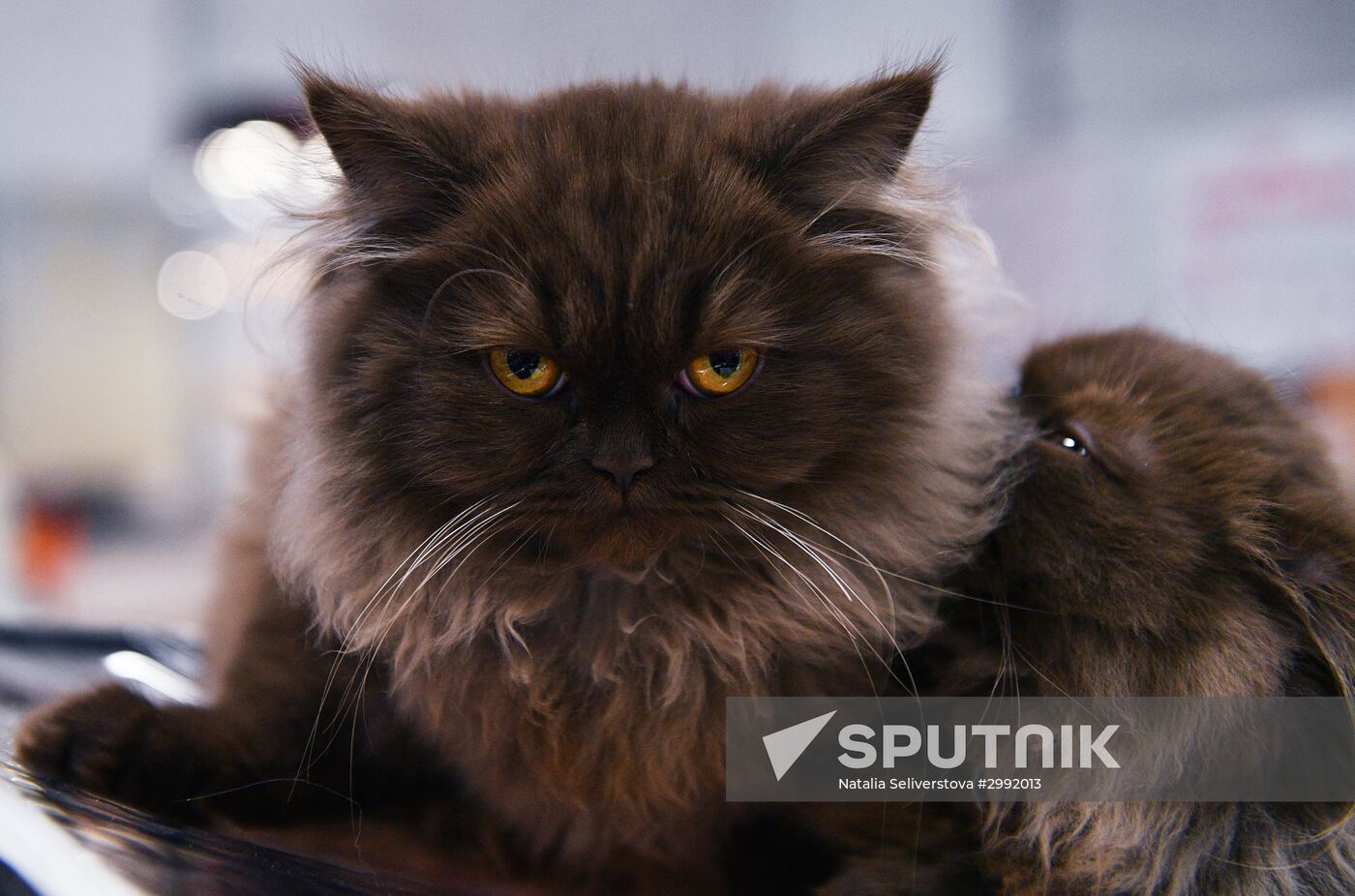 Zimnij Kubok Kot-Info cat exhibition in Moscow