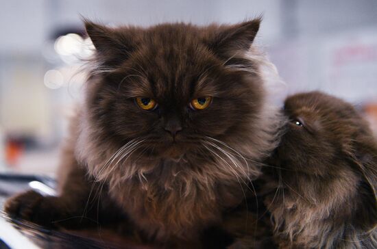 Zimnij Kubok Kot-Info cat exhibition in Moscow