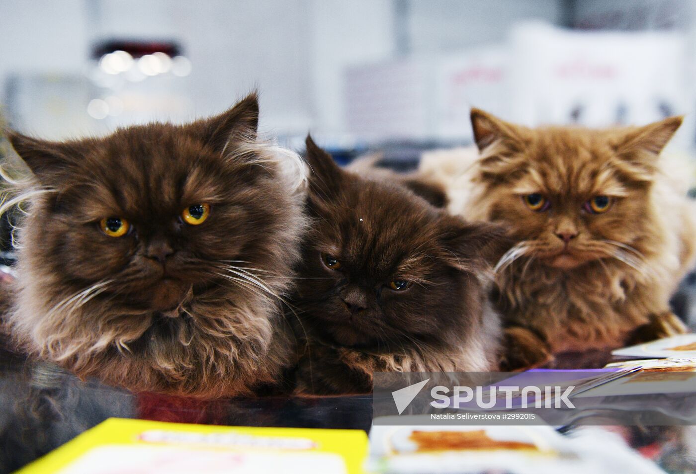 Zimnij Kubok Kot-Info cat exhibition in Moscow