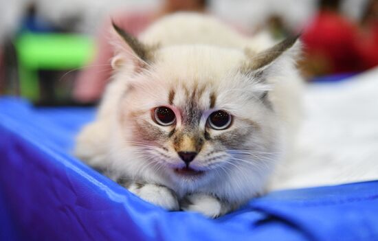 Zimnij Kubok Kot-Info cat exhibition in Moscow