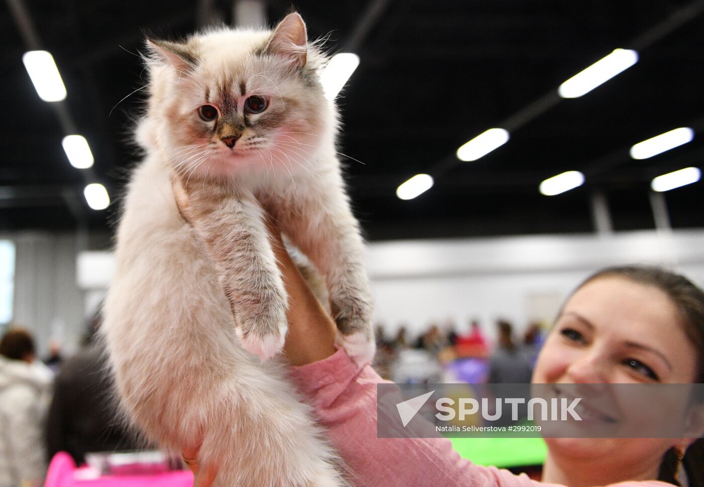 Zimnij Kubok Kot-Info cat exhibition in Moscow