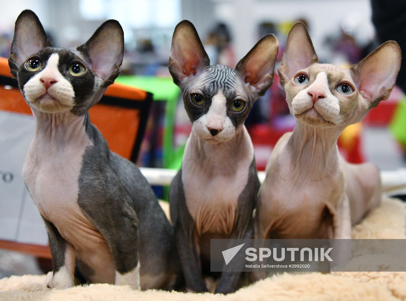 Zimnij Kubok Kot-Info cat exhibition in Moscow