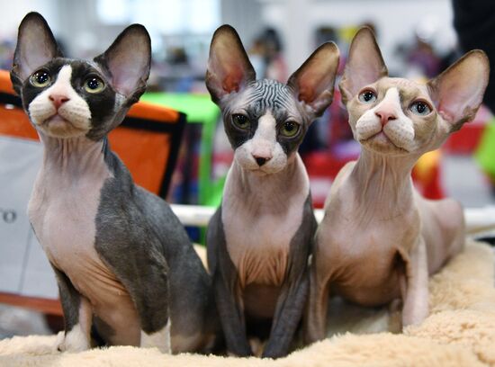 Zimnij Kubok Kot-Info cat exhibition in Moscow
