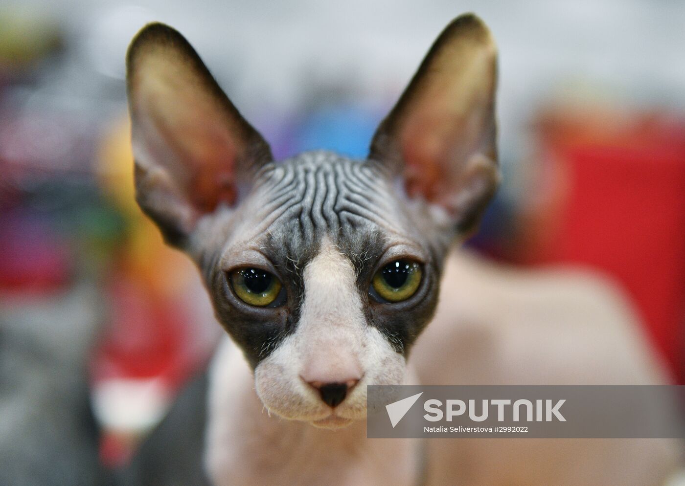 Zimnij Kubok Kot-Info cat exhibition in Moscow