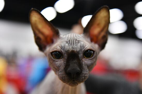 Zimnij Kubok Kot-Info cat exhibition in Moscow