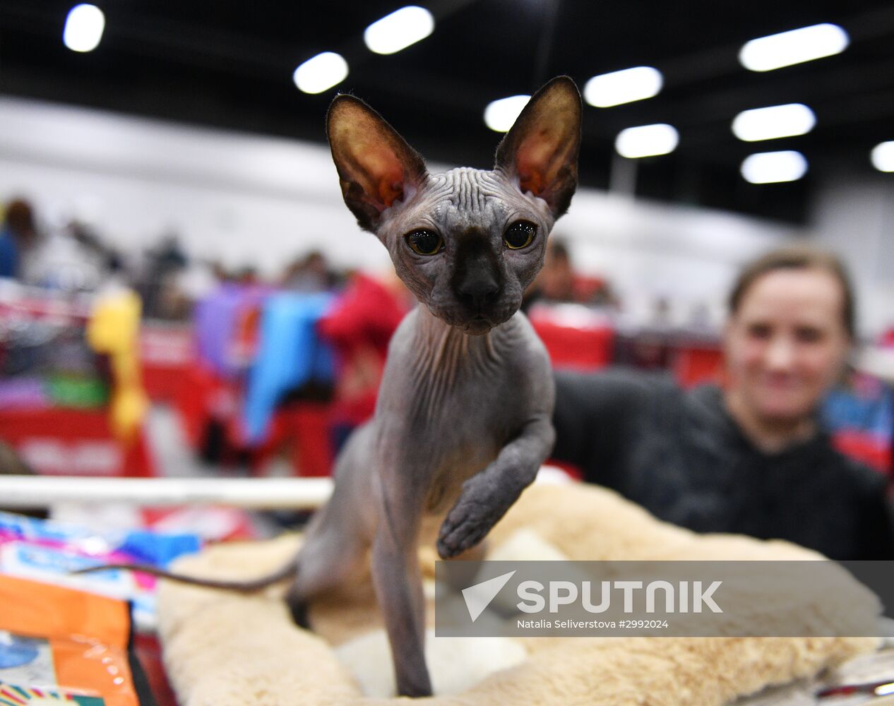 Zimnij Kubok Kot-Info cat exhibition in Moscow