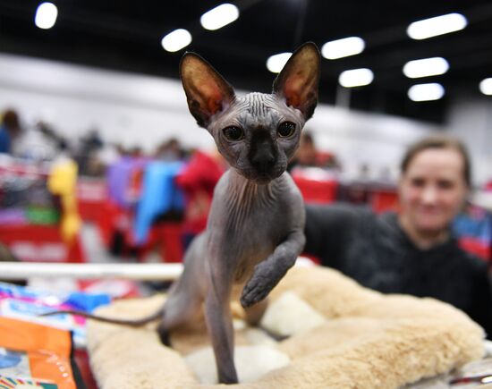 Zimnij Kubok Kot-Info cat exhibition in Moscow